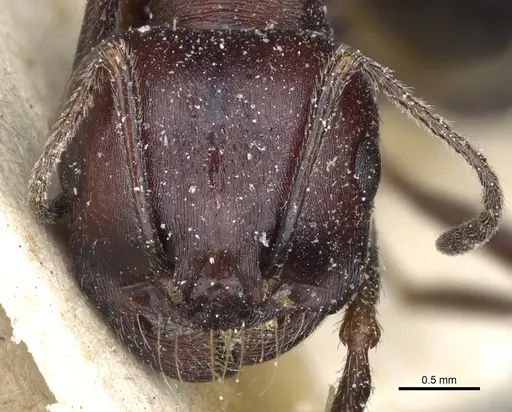 Messor aegyptiacus - CASENT0904120