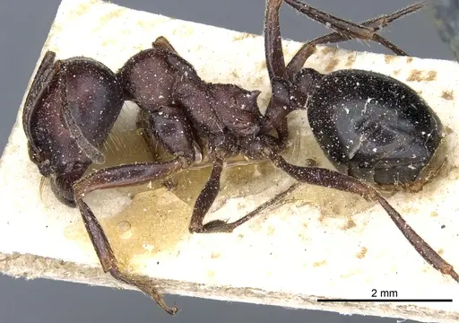 Messor aegyptiacus - CASENT0904120