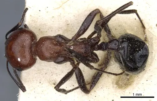 Messor aegyptiacus - CASENT0904122