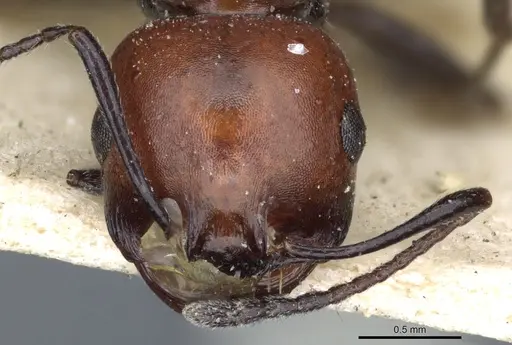 Messor aegyptiacus - CASENT0904122