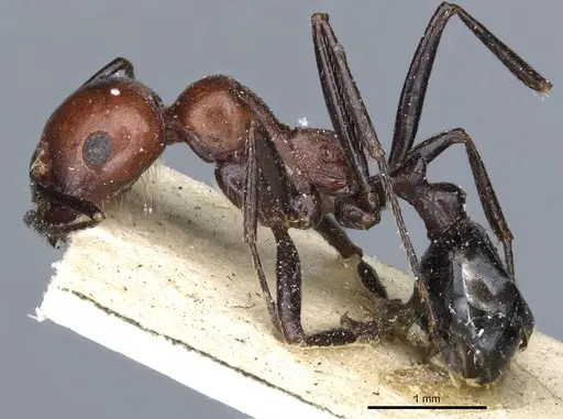 Messor aegyptiacus - CASENT0904122