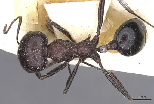 Messor aegyptiacus - CASENT0913144