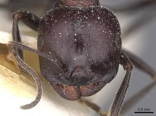 Messor aegyptiacus - CASENT0913144