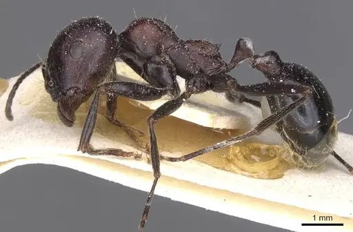 Messor aegyptiacus - CASENT0913144