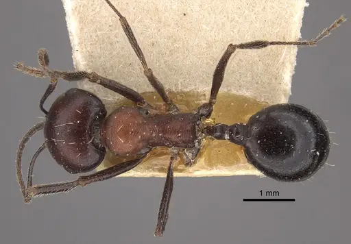 Messor aegyptiacus - CASENT0917752