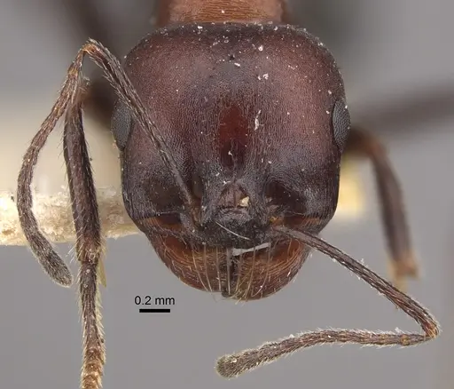 Messor aegyptiacus - CASENT0917752