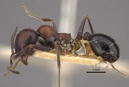 Messor aegyptiacus - CASENT0917752