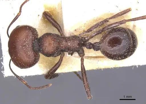 Messor alexandri specimen