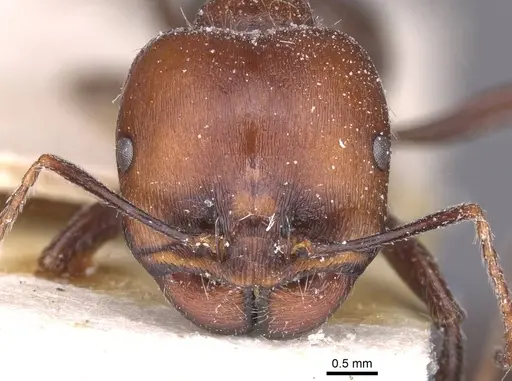 Messor alexandri specimen