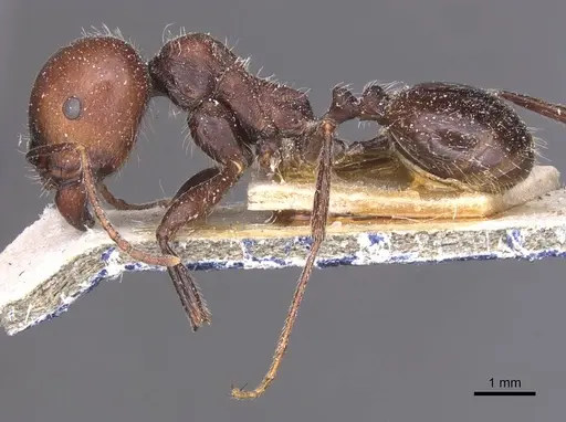 Messor alexandri specimen