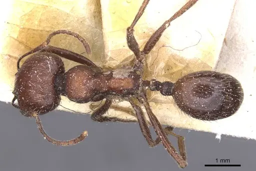 Messor alexandri - CASENT0913152