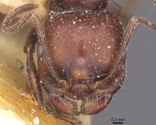 Messor alexandri - CASENT0913152