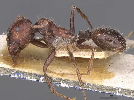 Messor alexandri - CASENT0913152