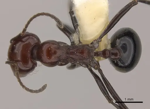 Messor angularis specimen