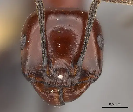 Messor angularis specimen