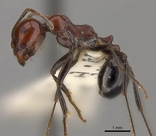 Messor angularis specimen