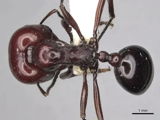 Messor angularis - CASENT0217539