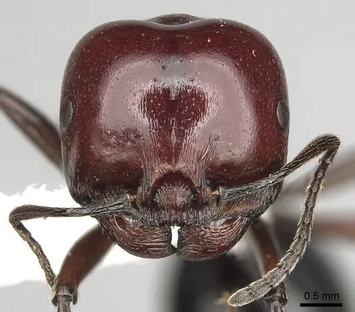 Messor angularis - CASENT0217539