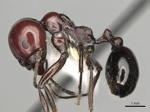 Messor angularis - CASENT0217539