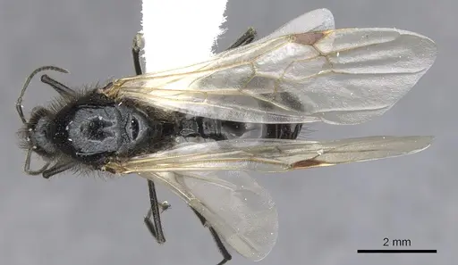 Messor angularis - CASENT0903657