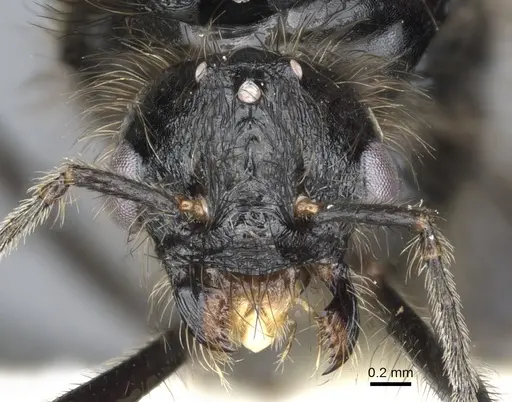 Messor angularis - CASENT0903657