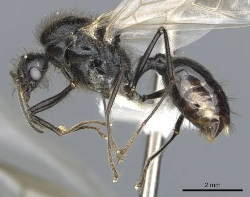 Messor angularis - CASENT0903657