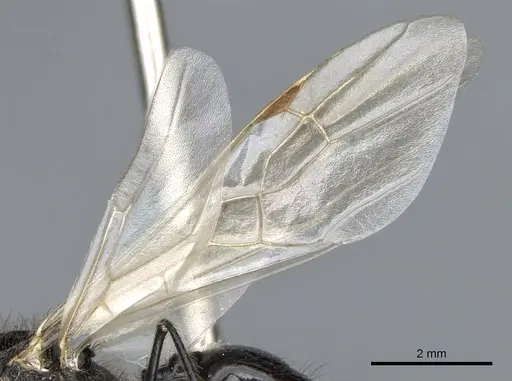 Messor angularis - CASENT0903657