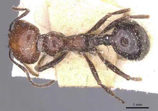 Messor angularis - CASENT0913153