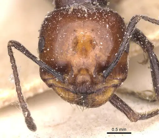 Messor angularis - CASENT0913153