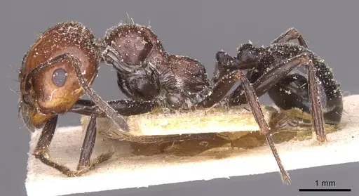 Messor angularis - CASENT0913153