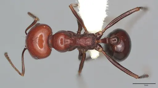 Messor angularis - CASENT4036269