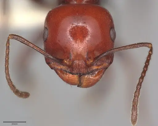 Messor angularis - CASENT4036269