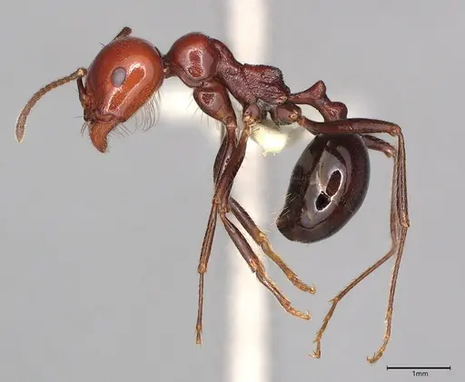 Messor angularis - CASENT4036269