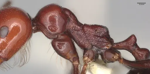 Messor angularis - CASENT4036269