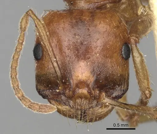 Messor antennatus specimen