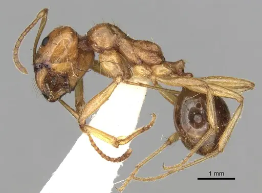Messor antennatus specimen