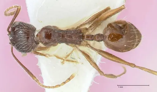 Messor aphaenogasteroides specimen