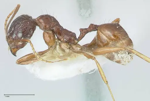 Messor aphaenogasteroides specimen