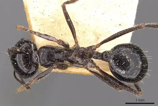 Messor aralocaspius specimen