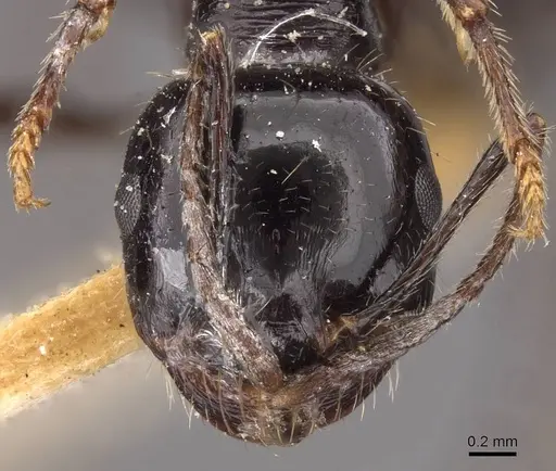 Messor aralocaspius specimen