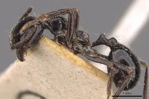 Messor aralocaspius specimen