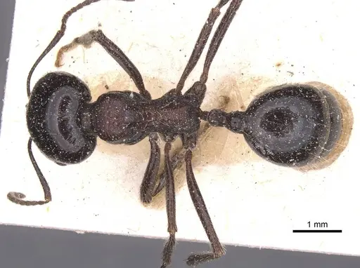 Messor aralocaspius - CASENT0913156