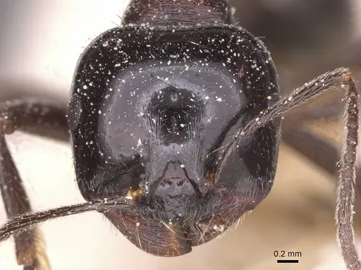 Messor aralocaspius - CASENT0913156