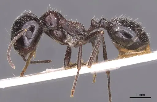 Messor aralocaspius - CASENT0913156