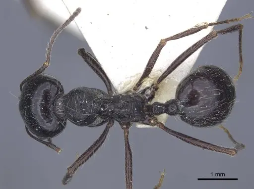 Messor aralocaspius - CASENT0916925