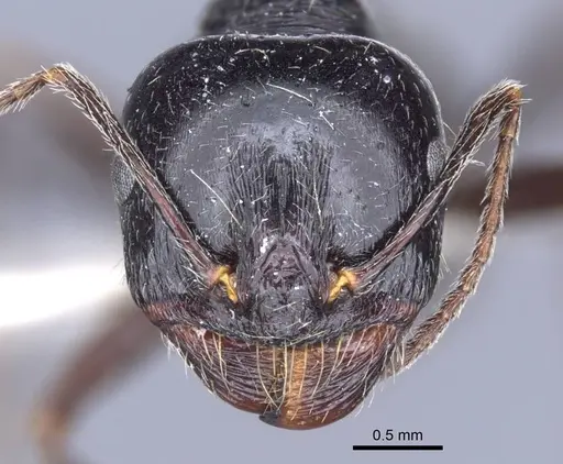 Messor aralocaspius - CASENT0916925