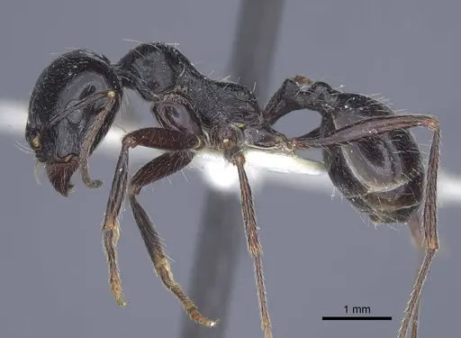 Messor aralocaspius - CASENT0916925