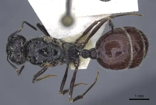 Messor aralocaspius - CASENT0916926