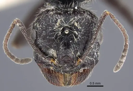 Messor aralocaspius - CASENT0916926