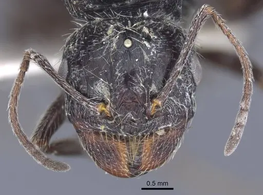 Messor aralocaspius - CASENT0916926